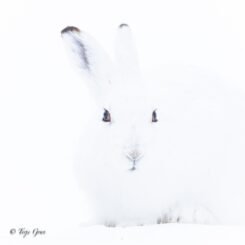Wall Art Photography Mountain Hare