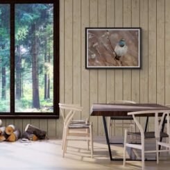 Alternative view of Wall Art Photography Bluethroat 2