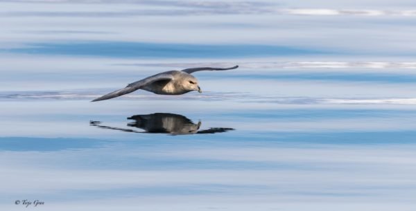 Northern Fulmar