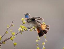 Wall Art Photography Norwegian Bluethroat