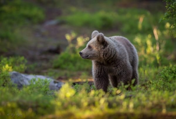 Wall Art Photography Brown Bear in the Woods