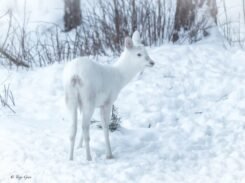 Albino Roe Deer