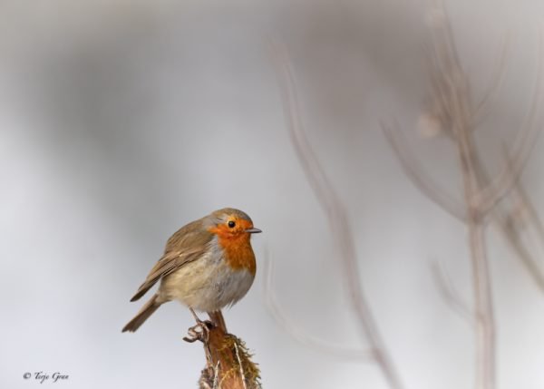 Orange Breasted Robin