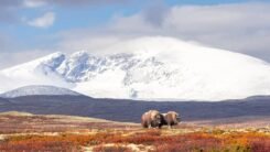 Norwegian Muskox