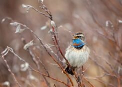 Wall Art Photography Bluethroat 2
