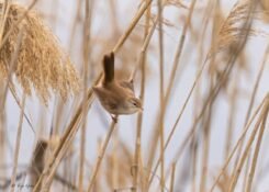 Wall Art Photography Common Reed Warbler