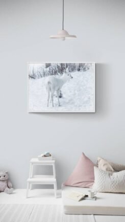 Alternative view of Albino Roe Deer