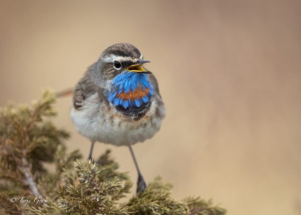 Wall Art Photography Bluethroat 3