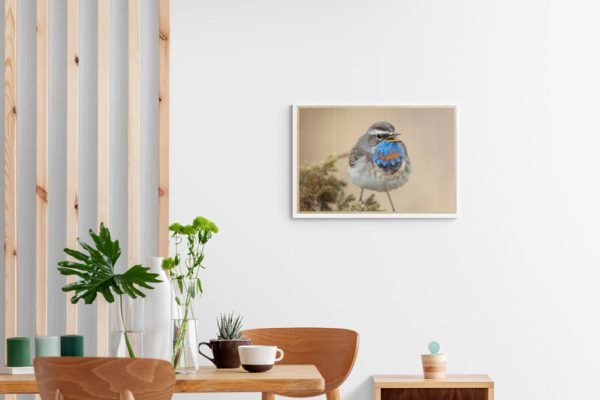 Wall Art Photography Bluethroat 3 - Image 3