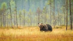 Wall Art Photography Brown Bear 2