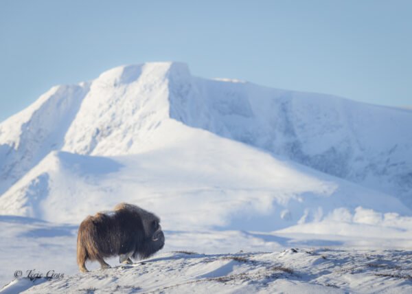 Wall Art Photography Lone Muskox in the Snow