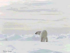 Wall Art Photography Polar Bear